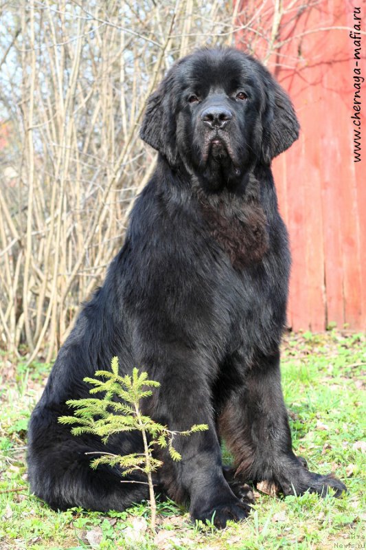 Фото: ньюфаундленд Chernaya Mafia Attractive Power (Черная Мафия Аттрактиве Повер)