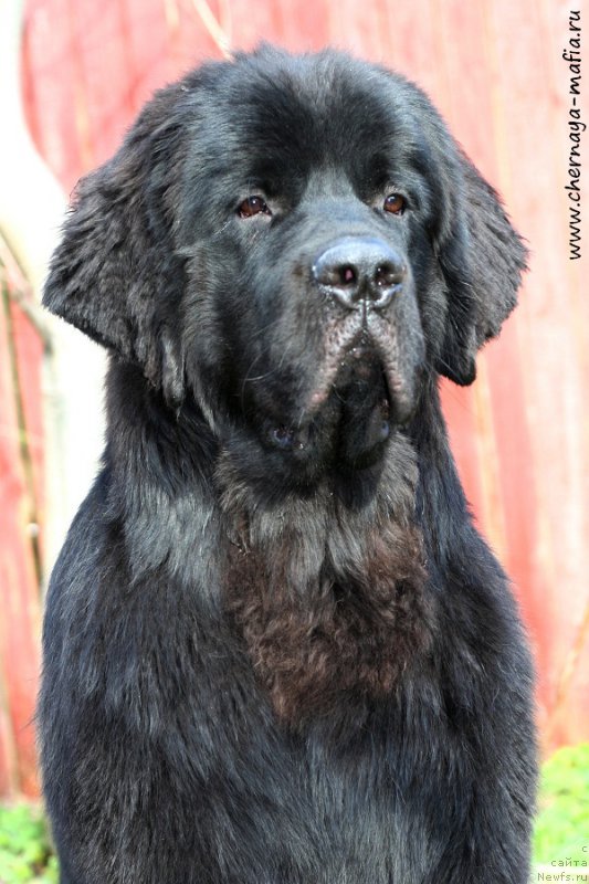 Фото: ньюфаундленд Chernaya Mafia Attractive Power (Черная Мафия Аттрактиве Повер)