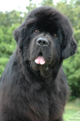 Фото: ньюфаундленд Fairweathers Emperor