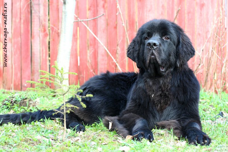 Фото: ньюфаундленд Chernaya Mafia Attractive Power (Черная Мафия Аттрактиве Повер)