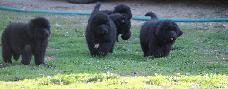 Фото: ньюфаундленд Grand Byebi Ariadna (Гранд Бэби Ариадна), ньюфаундленд Super Bizon Liliman (Супер Бизон Лилимэн)