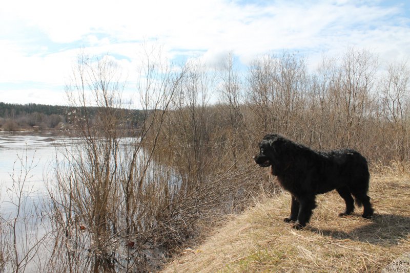 Фото: ньюфаундленд Cvetok Lotosa FraBella iz Arkaima (Цветок Лотоса ФраБелла из Аркаима)