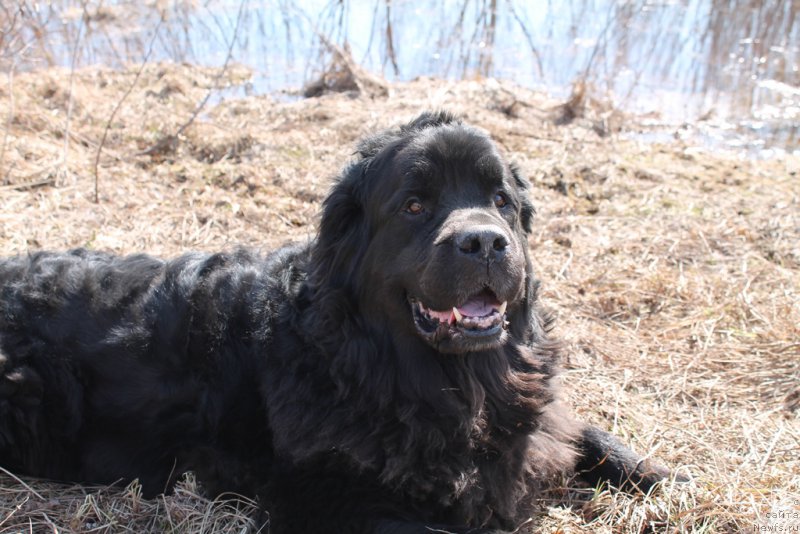Фото: ньюфаундленд Cvetok Lotosa FraBella iz Arkaima (Цветок Лотоса ФраБелла из Аркаима)