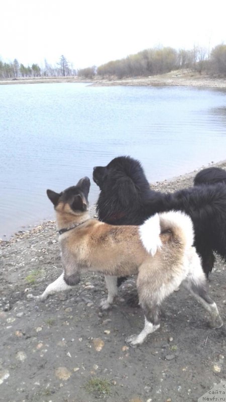 Фотография № 207017