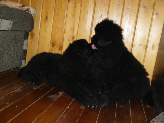 Фото: ньюфаундленд Pchiolkin Dom Vostorg Dushi (Пчёлкин Дом Восторг Души), ньюфаундленд Pchyolkin Dom Verba (Пчёлкин Дом Верба)