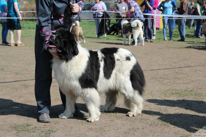 Фотография № 207024