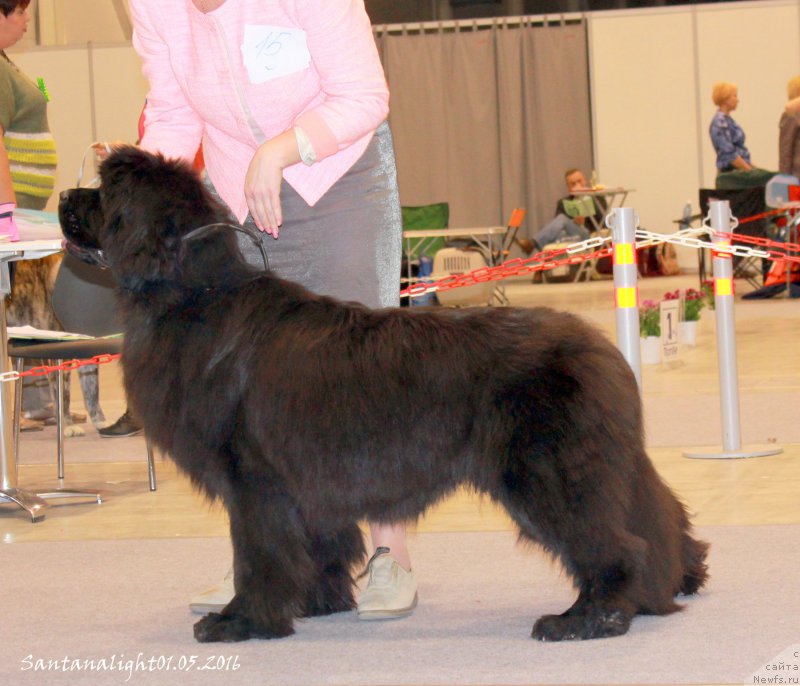 Фото: ньюфаундленд Aquatoriya Kelvin Bakkara (Акватория Келвин Баккара)