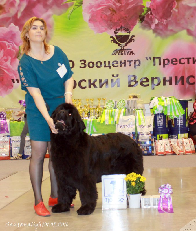 Фото: ньюфаундленд Super Premium Invisible (Супер Премиум Инвисибл)