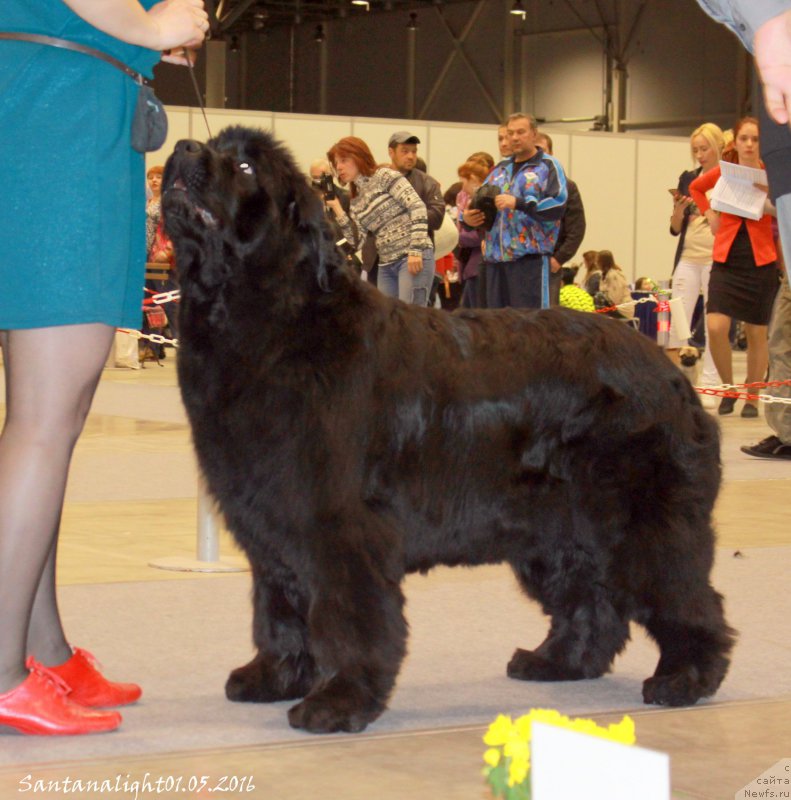 Фото: ньюфаундленд Super Premium Invisible (Супер Премиум Инвисибл)