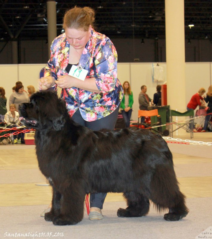 Фото: ньюфаундленд Marfa Dlja Tihogo Omuta iz Plemeni Kedra (Марфа для Тихого Омута из Племени Кедра)