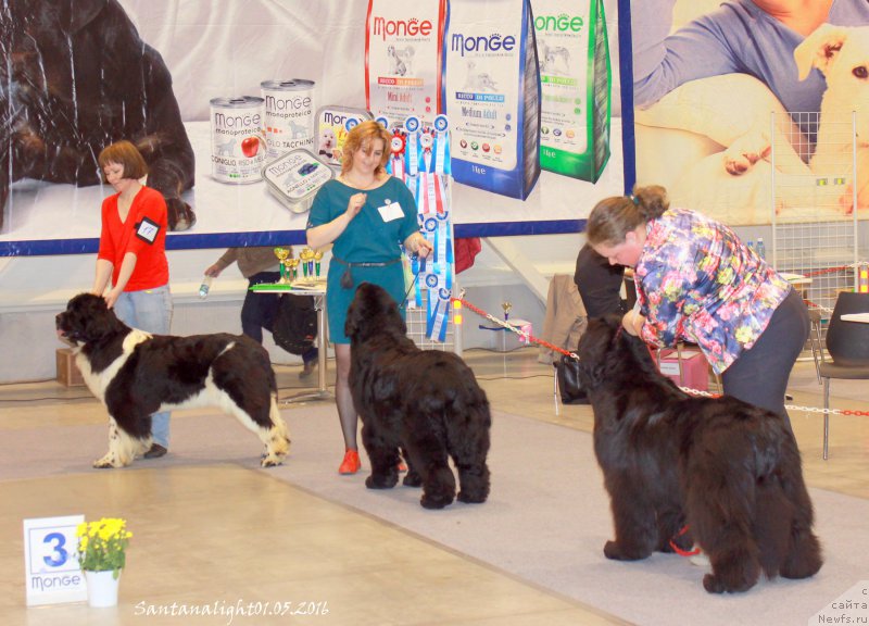 Фото: ньюфаундленд Fiamettahauz Sadahbiya (Фиаметтахауз Садахбия), ньюфаундленд Super Premium Invisible (Супер Премиум Инвисибл), ньюфаундленд Marfa Dlja Tihogo Omuta iz Plemeni Kedra (Марфа для Тихого Омута из Племени Кедра)