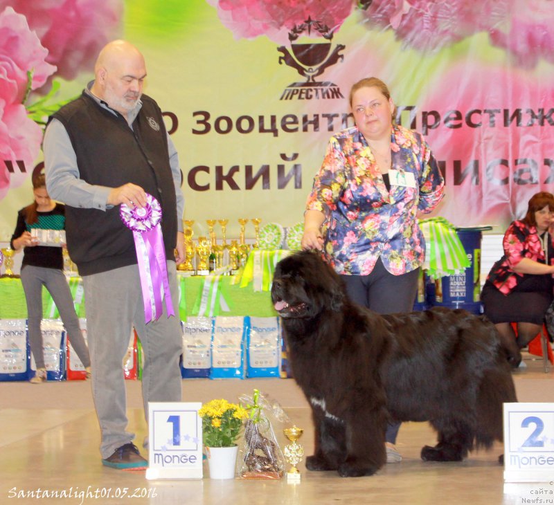 Фото: ньюфаундленд Marfa Dlja Tihogo Omuta iz Plemeni Kedra (Марфа для Тихого Омута из Племени Кедра)