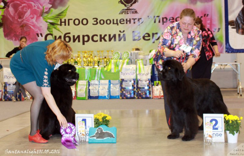 Фото: ньюфаундленд Super Premium Undercover Love (Супер Премиум Ундерковер Лове), Чио Чио Сан из Тихого Омута