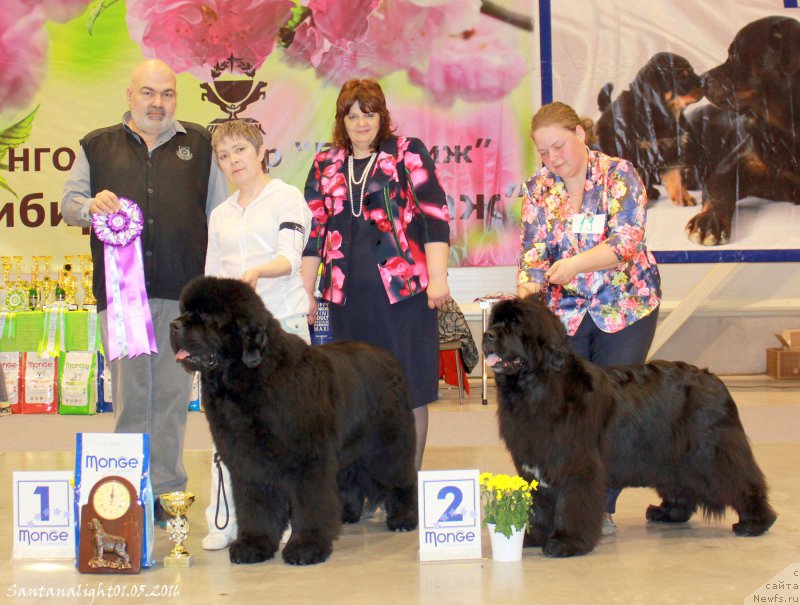 Фото: ньюфаундленд S'Nezhnaya Vjuga Alyaniko del Vulture (С'Нежная Вьюга Альянико Дель Вультуре), ньюфаундленд Marfa Dlja Tihogo Omuta iz Plemeni Kedra (Марфа для Тихого Омута из Племени Кедра)
