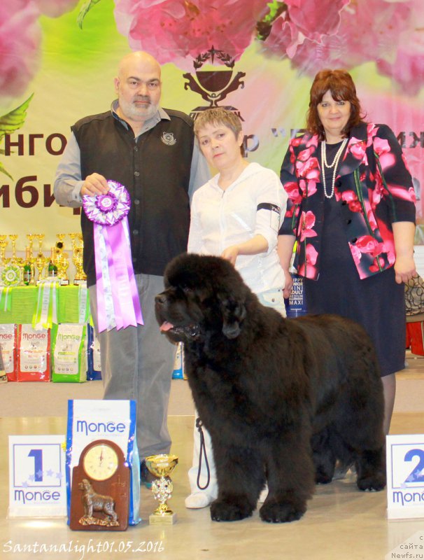 Фото: ньюфаундленд S'Nezhnaya Vjuga Alyaniko del Vulture (С'Нежная Вьюга Альянико Дель Вультуре)