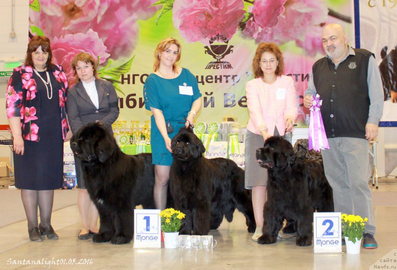 Фото: ньюфаундленд Super Premium Lillihamer (Супер Премиум Лиллихаммер), ньюфаундленд Super Premium Invisible (Супер Премиум Инвисибл), ньюфаундленд Super Premium Undercover Love (Супер Премиум Ундерковер Лове), Valeriya Rakuta (Валерия Ракута), Viktoriya Zamyatina (Виктория Замятина), Irina CHernikova (Ирина Черникова), Elena Zaharova (Елена Захарова), Хомасуридзе Р.Р.