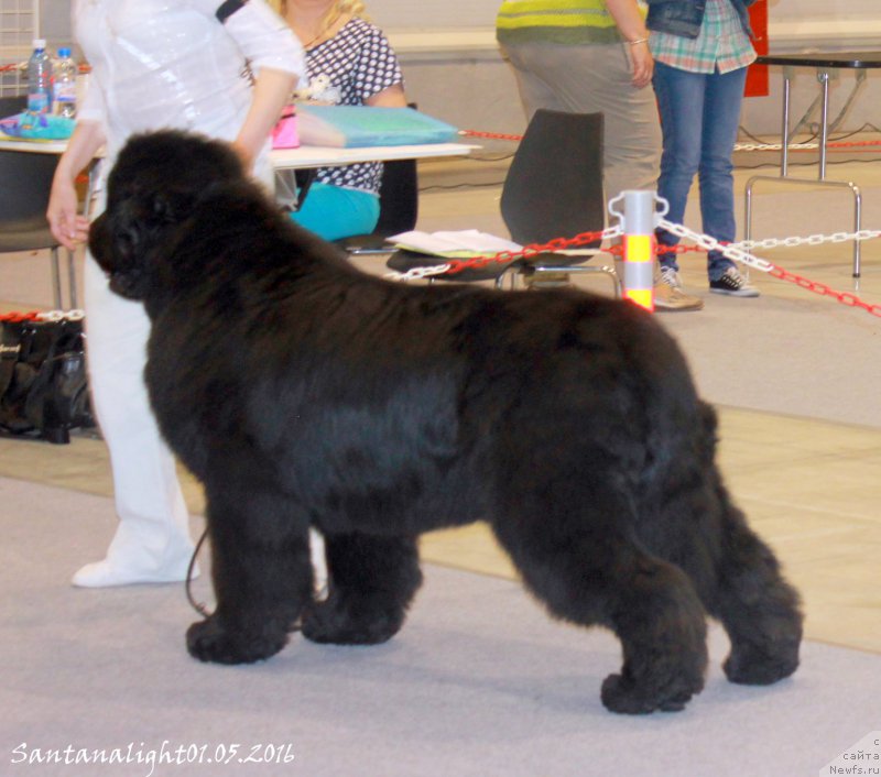 Фото: ньюфаундленд S'Nezhnaya Vjuga Alyaniko del Vulture (С'Нежная Вьюга Альянико Дель Вультуре)