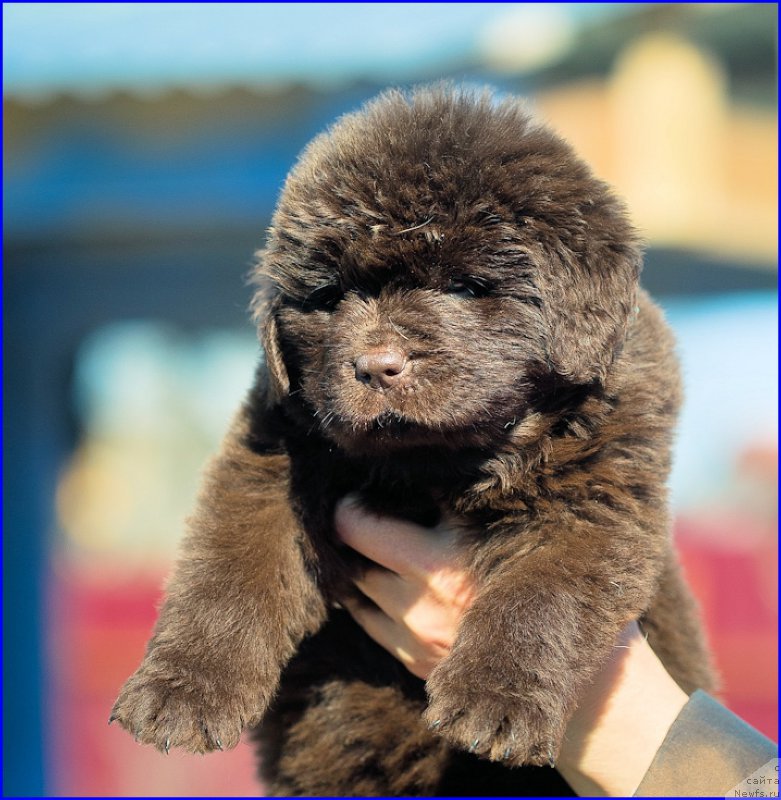 Фото: ньюфаундленд Brownblood MSK Hakim Gold Haydar (Браунблад МСК Хаким Голд Хайдар), ньюфаундленд N'yufort Taym's Gold Aleksa (Ньюфорт Тайм'с Голд Алекса), дети