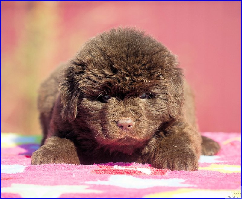 Фото: ньюфаундленд Brownblood MSK Hakim Gold Haydar (Браунблад МСК Хаким Голд Хайдар), ньюфаундленд N'yufort Taym's Gold Aleksa (Ньюфорт Тайм'с Голд Алекса), дети