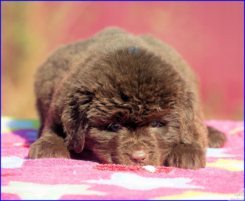 Фотография № 207046