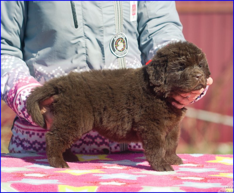 Фото: ньюфаундленд Brownblood MSK Hakim Gold Haydar (Браунблад МСК Хаким Голд Хайдар), ньюфаундленд N'yufort Taym's Gold Aleksa (Ньюфорт Тайм'с Голд Алекса), дети
