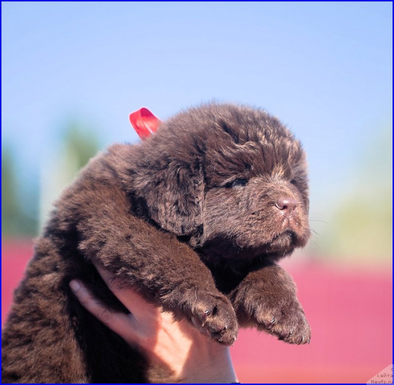 Фото: ньюфаундленд Brownblood MSK Hakim Gold Haydar (Браунблад МСК Хаким Голд Хайдар), ньюфаундленд N'yufort Taym's Gold Aleksa (Ньюфорт Тайм'с Голд Алекса), дети