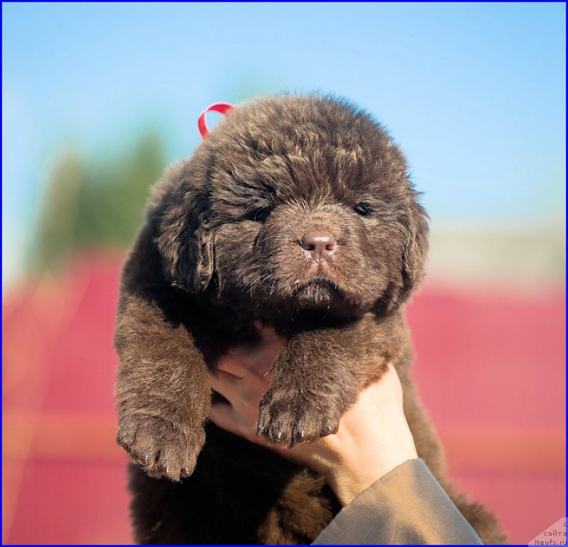 Фото: ньюфаундленд Brownblood MSK Hakim Gold Haydar (Браунблад МСК Хаким Голд Хайдар), ньюфаундленд N'yufort Taym's Gold Aleksa (Ньюфорт Тайм'с Голд Алекса), дети