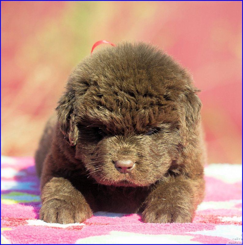 Фото: ньюфаундленд Brownblood MSK Hakim Gold Haydar (Браунблад МСК Хаким Голд Хайдар), ньюфаундленд N'yufort Taym's Gold Aleksa (Ньюфорт Тайм'с Голд Алекса), дети