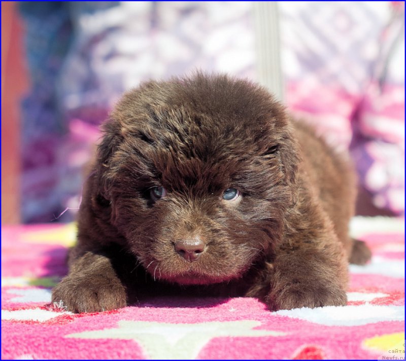 Фото: ньюфаундленд Brownblood MSK Hakim Gold Haydar (Браунблад МСК Хаким Голд Хайдар), ньюфаундленд N'yufort Taym's Gold Aleksa (Ньюфорт Тайм'с Голд Алекса), дети