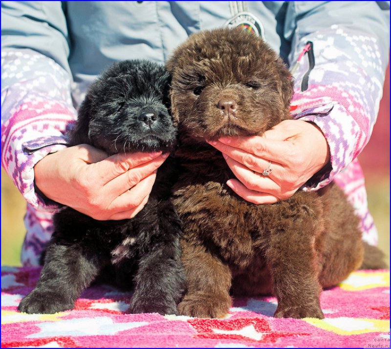 Фото: ньюфаундленд Brownblood MSK Hakim Gold Haydar (Браунблад МСК Хаким Голд Хайдар), ньюфаундленд N'yufort Taym's Gold Aleksa (Ньюфорт Тайм'с Голд Алекса), дети