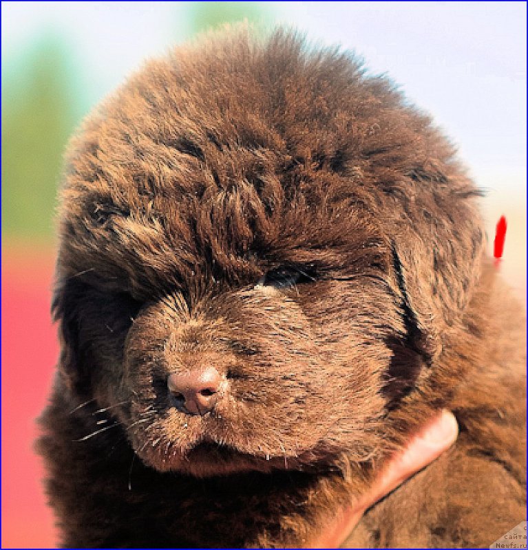 Фото: ньюфаундленд Brownblood MSK Hakim Gold Haydar (Браунблад МСК Хаким Голд Хайдар), ньюфаундленд N'yufort Taym's Gold Aleksa (Ньюфорт Тайм'с Голд Алекса), дети