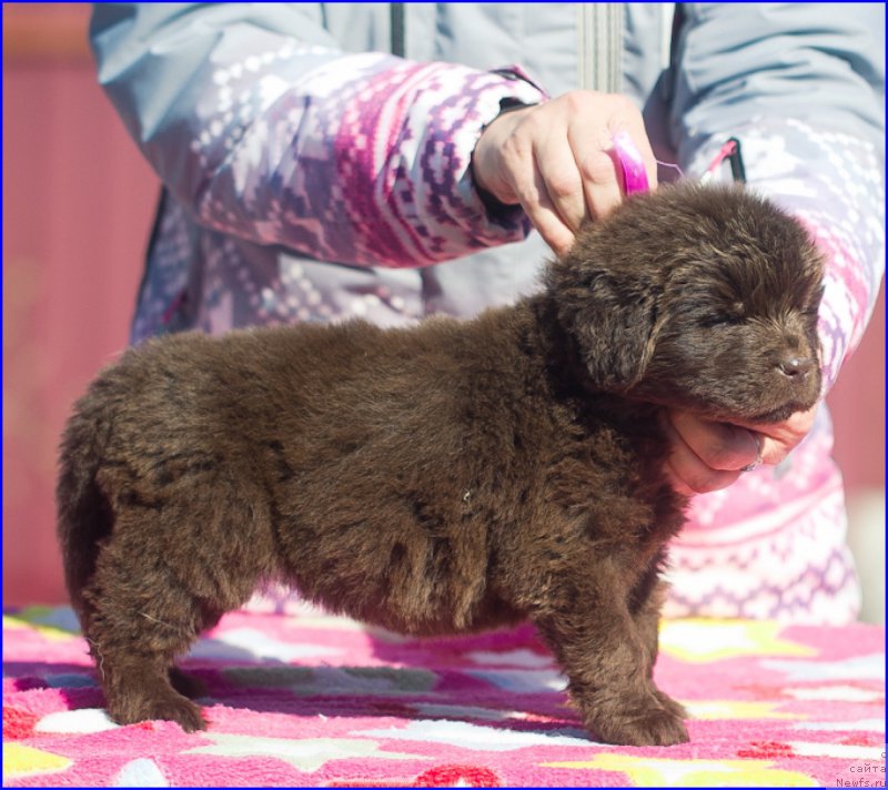 Фото: ньюфаундленд Brownblood MSK Hakim Gold Haydar (Браунблад МСК Хаким Голд Хайдар), ньюфаундленд N'yufort Taym's Gold Aleksa (Ньюфорт Тайм'с Голд Алекса), дети