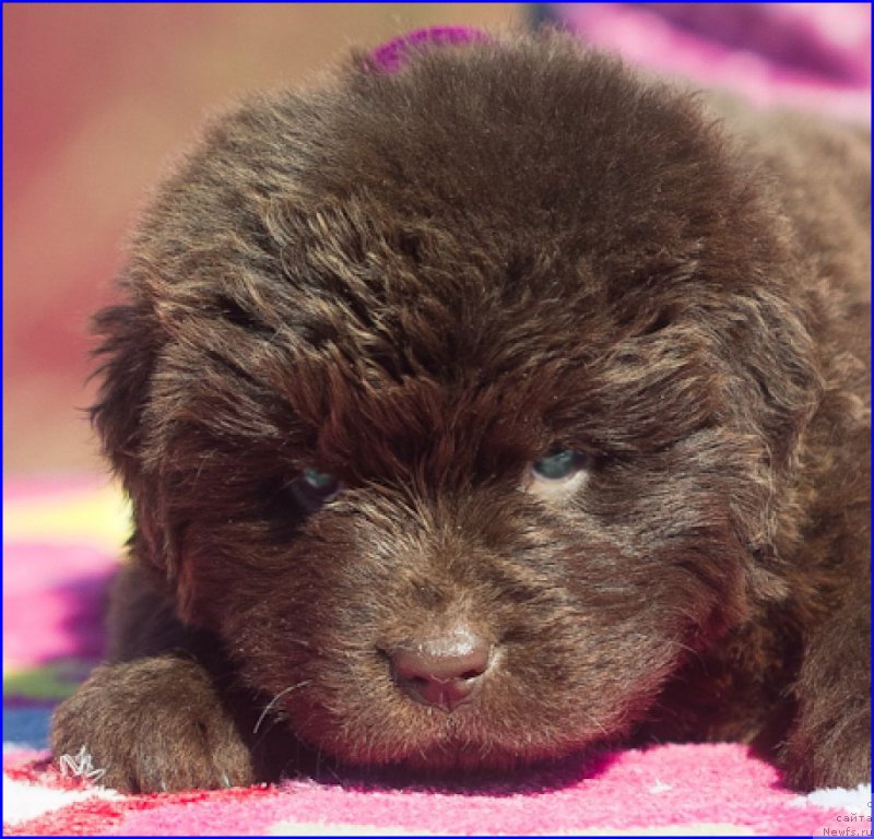 Фото: ньюфаундленд Brownblood MSK Hakim Gold Haydar (Браунблад МСК Хаким Голд Хайдар), ньюфаундленд N'yufort Taym's Gold Aleksa (Ньюфорт Тайм'с Голд Алекса), дети