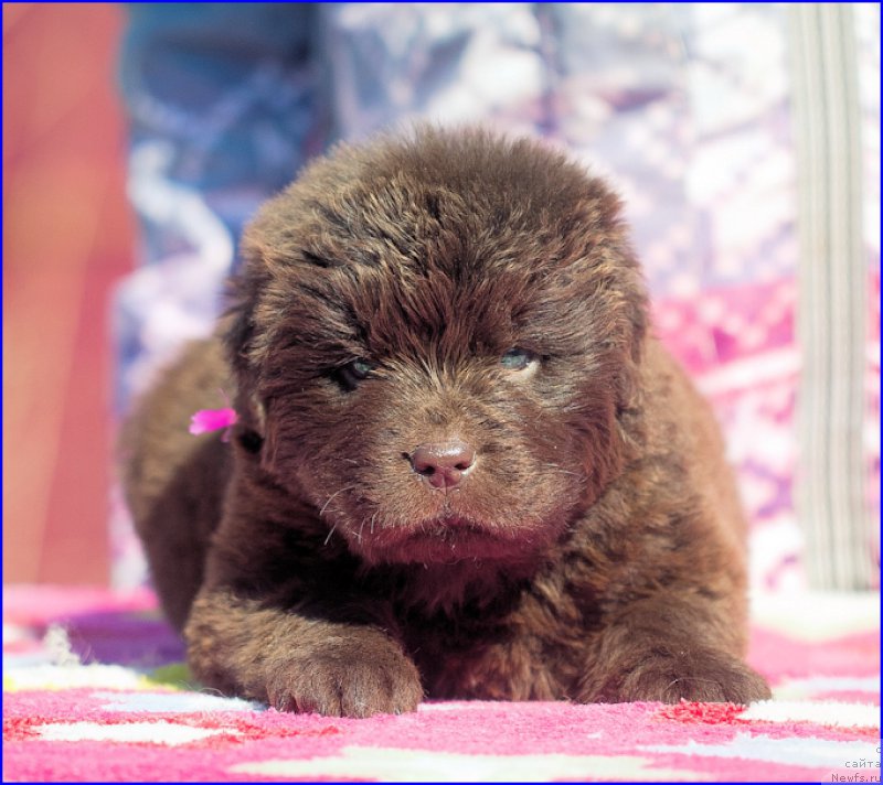Фото: ньюфаундленд Brownblood MSK Hakim Gold Haydar (Браунблад МСК Хаким Голд Хайдар), ньюфаундленд N'yufort Taym's Gold Aleksa (Ньюфорт Тайм'с Голд Алекса), дети