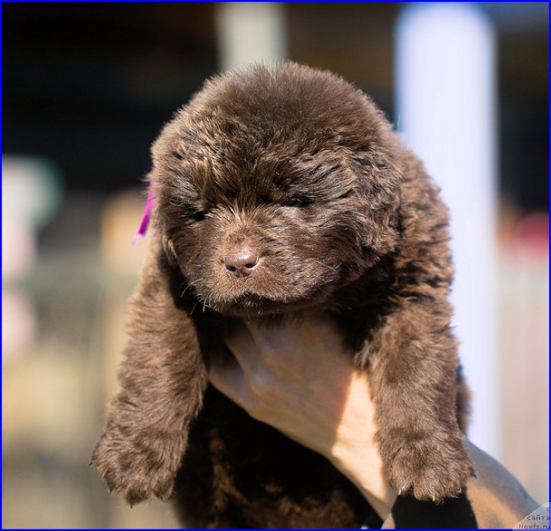 Фото: ньюфаундленд Brownblood MSK Hakim Gold Haydar (Браунблад МСК Хаким Голд Хайдар), ньюфаундленд N'yufort Taym's Gold Aleksa (Ньюфорт Тайм'с Голд Алекса), дети