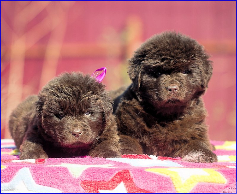 Фото: ньюфаундленд Brownblood MSK Hakim Gold Haydar (Браунблад МСК Хаким Голд Хайдар), ньюфаундленд N'yufort Taym's Gold Aleksa (Ньюфорт Тайм'с Голд Алекса), дети