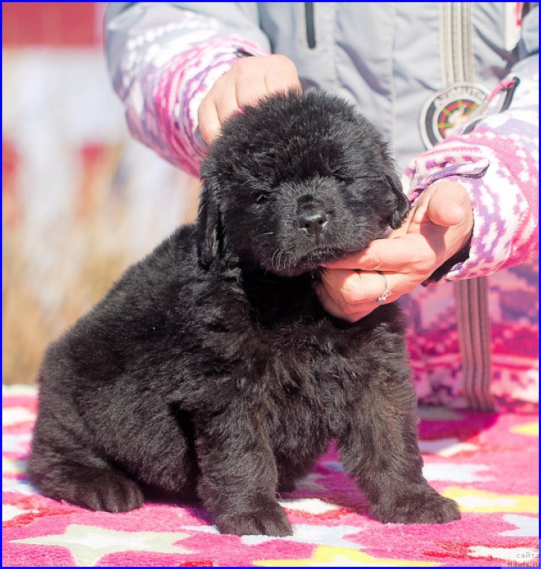 Фото: ньюфаундленд Brownblood MSK Hakim Gold Haydar (Браунблад МСК Хаким Голд Хайдар), ньюфаундленд N'yufort Taym's Gold Aleksa (Ньюфорт Тайм'с Голд Алекса), дети