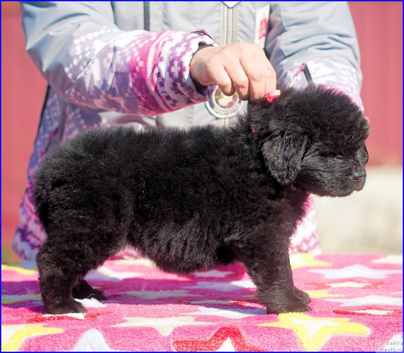 Фото: ньюфаундленд Brownblood MSK Hakim Gold Haydar (Браунблад МСК Хаким Голд Хайдар), ньюфаундленд N'yufort Taym's Gold Aleksa (Ньюфорт Тайм'с Голд Алекса), дети
