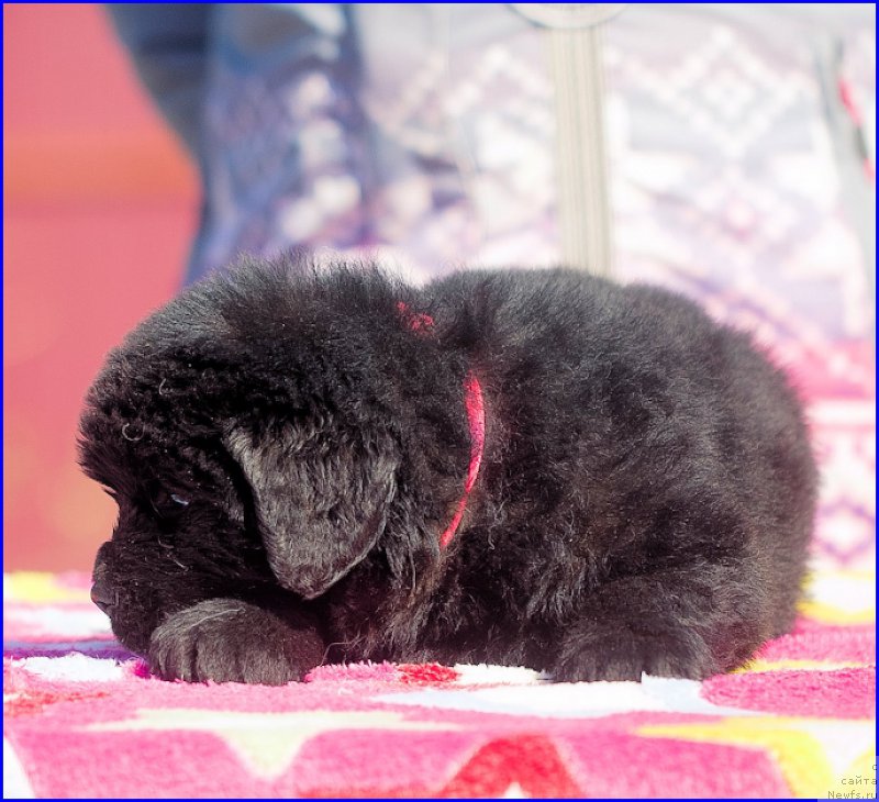 Фото: ньюфаундленд Brownblood MSK Hakim Gold Haydar (Браунблад МСК Хаким Голд Хайдар), ньюфаундленд N'yufort Taym's Gold Aleksa (Ньюфорт Тайм'с Голд Алекса), дети