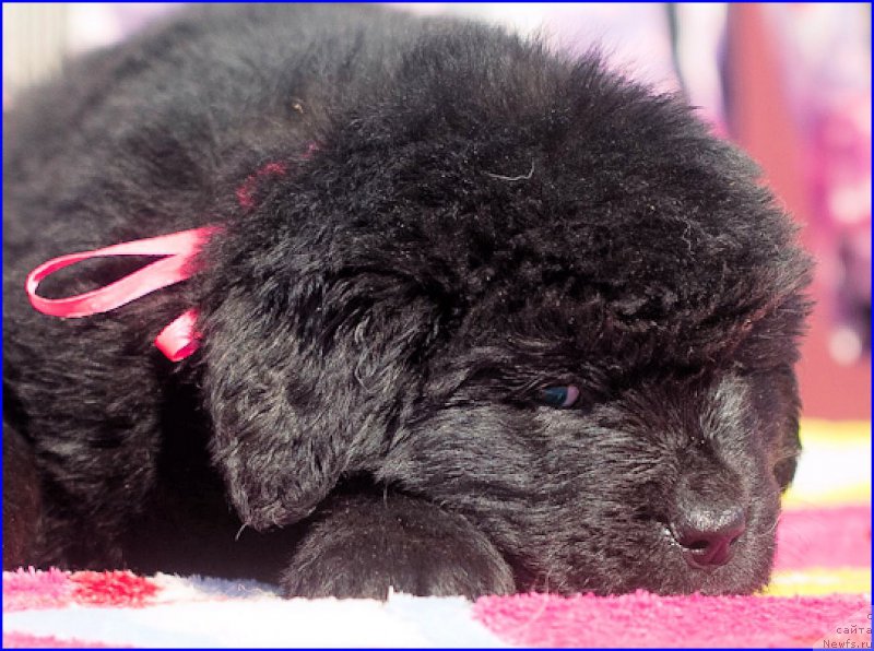 Фото: ньюфаундленд Brownblood MSK Hakim Gold Haydar (Браунблад МСК Хаким Голд Хайдар), ньюфаундленд N'yufort Taym's Gold Aleksa (Ньюфорт Тайм'с Голд Алекса), дети