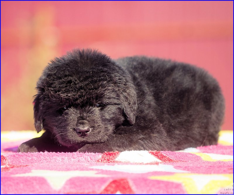 Фото: ньюфаундленд Brownblood MSK Hakim Gold Haydar (Браунблад МСК Хаким Голд Хайдар), ньюфаундленд N'yufort Taym's Gold Aleksa (Ньюфорт Тайм'с Голд Алекса), дети