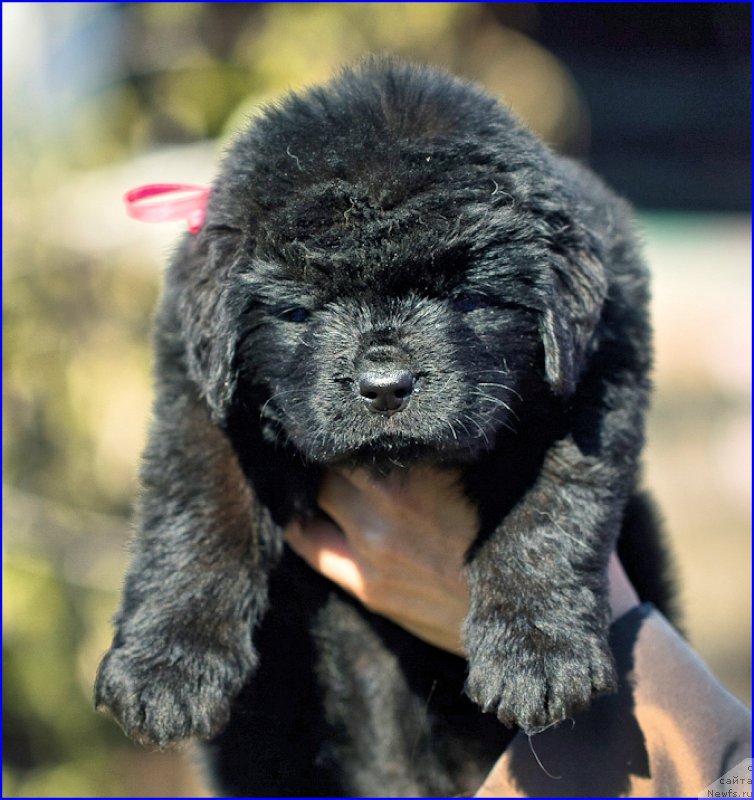 Фото: ньюфаундленд Brownblood MSK Hakim Gold Haydar (Браунблад МСК Хаким Голд Хайдар), ньюфаундленд N'yufort Taym's Gold Aleksa (Ньюфорт Тайм'с Голд Алекса), дети