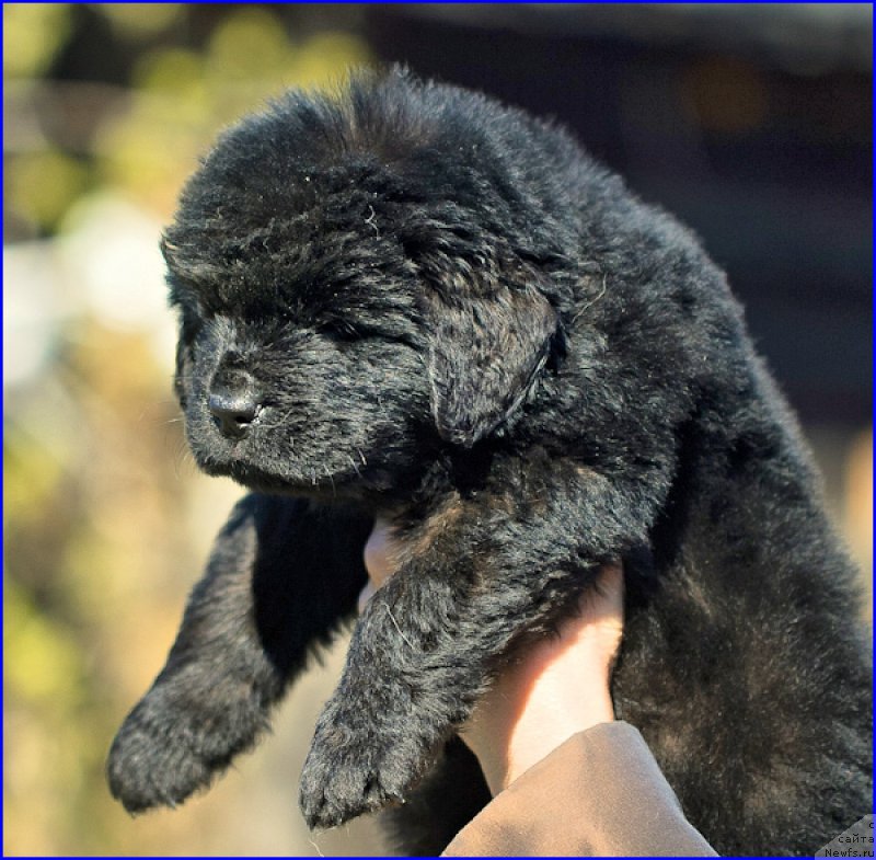 Фото: ньюфаундленд Brownblood MSK Hakim Gold Haydar (Браунблад МСК Хаким Голд Хайдар), ньюфаундленд N'yufort Taym's Gold Aleksa (Ньюфорт Тайм'с Голд Алекса), дети