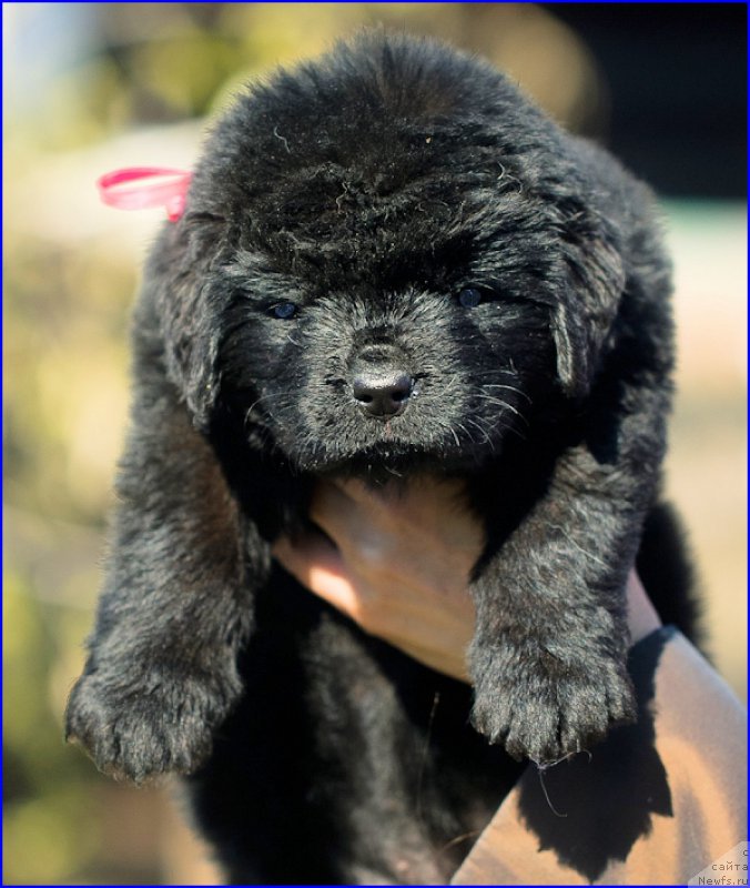 Фото: ньюфаундленд Brownblood MSK Hakim Gold Haydar (Браунблад МСК Хаким Голд Хайдар), ньюфаундленд N'yufort Taym's Gold Aleksa (Ньюфорт Тайм'с Голд Алекса), дети