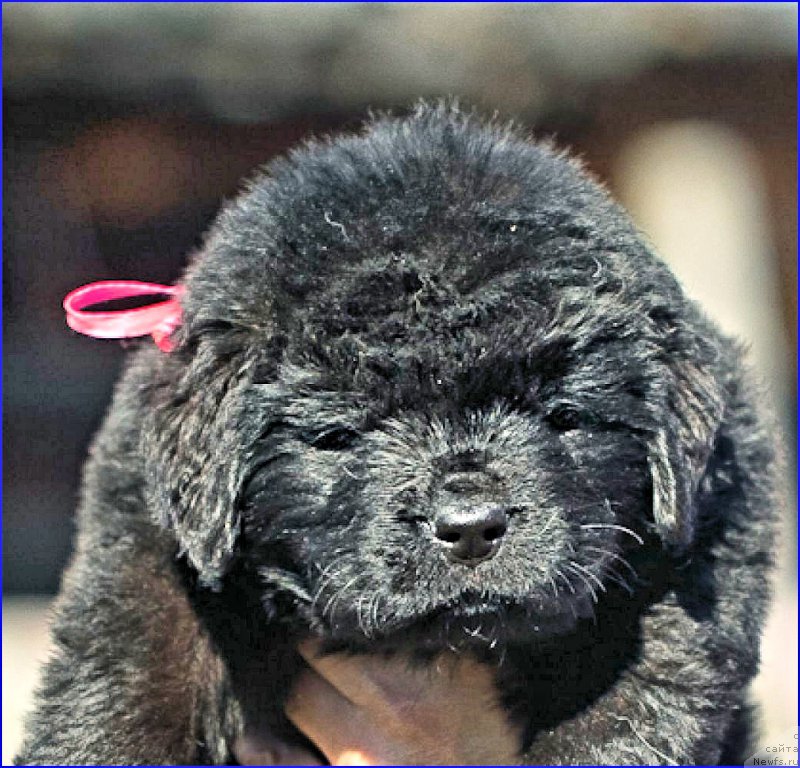 Фото: ньюфаундленд Brownblood MSK Hakim Gold Haydar (Браунблад МСК Хаким Голд Хайдар), ньюфаундленд N'yufort Taym's Gold Aleksa (Ньюфорт Тайм'с Голд Алекса), дети