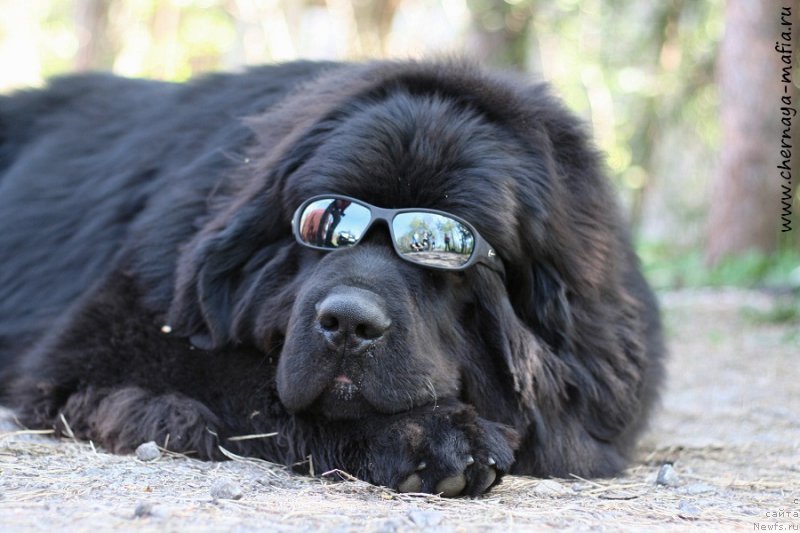 Фото: ньюфаундленд Chernaya Mafia Ace in the Hole (Черная Мафия Асе ин тхе Холе)