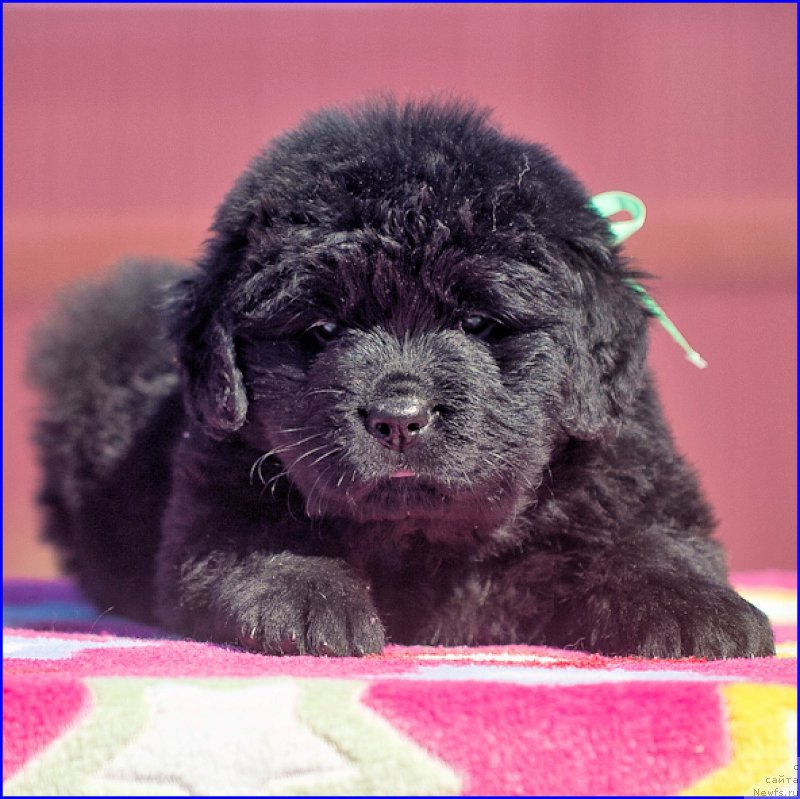 Фотография № 207079