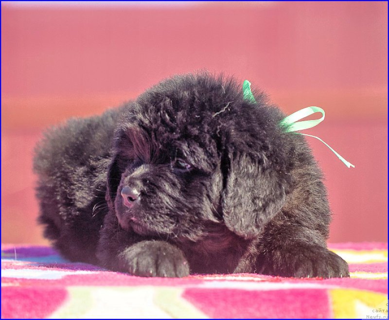 Фото: ньюфаундленд Brownblood MSK Hakim Gold Haydar (Браунблад МСК Хаким Голд Хайдар), ньюфаундленд N'yufort Taym's Gold Aleksa (Ньюфорт Тайм'с Голд Алекса), дети