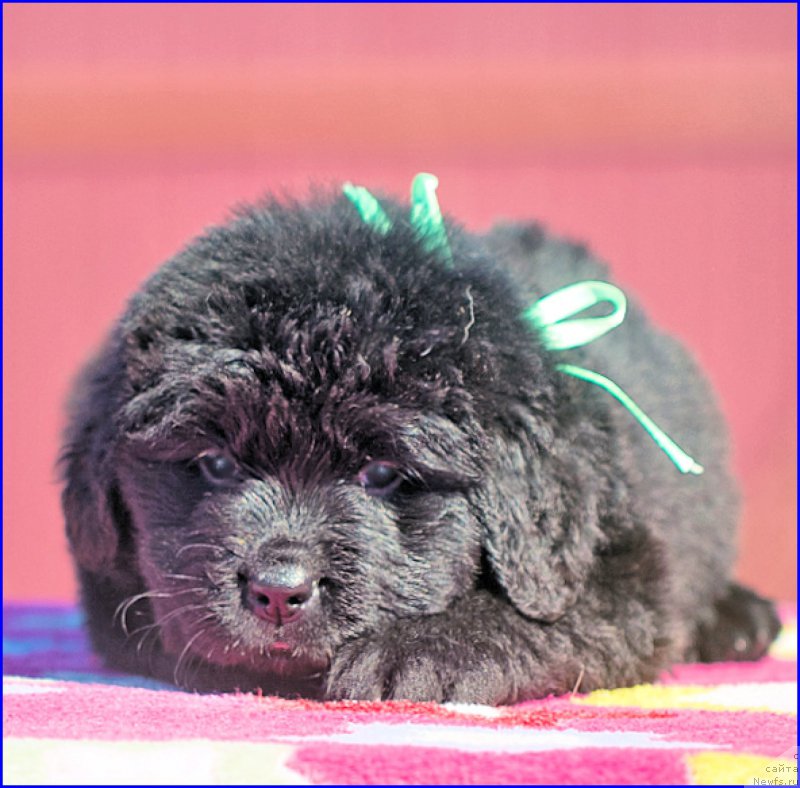 Фотография № 207081