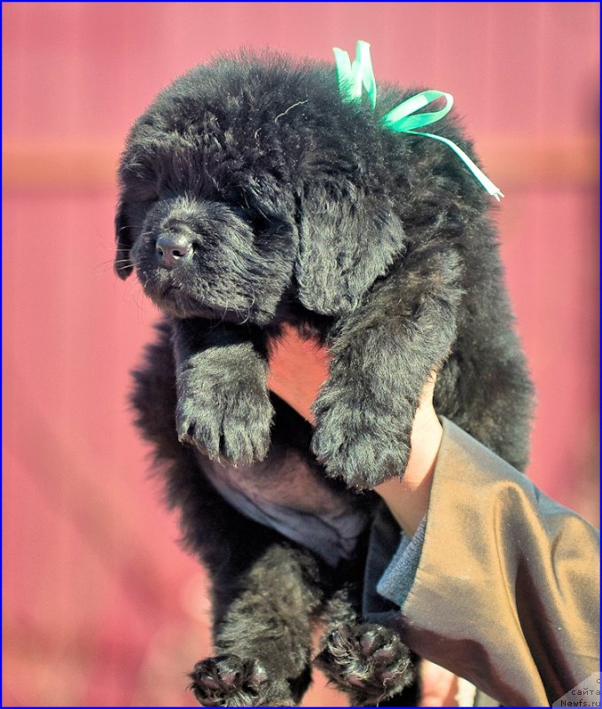 Фото: ньюфаундленд Brownblood MSK Hakim Gold Haydar (Браунблад МСК Хаким Голд Хайдар), ньюфаундленд N'yufort Taym's Gold Aleksa (Ньюфорт Тайм'с Голд Алекса), дети